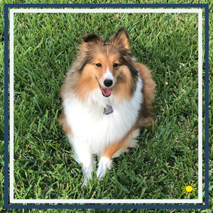 Love for pets - inspired decor (featuring Jessie, a beautiful dog Sheltie)